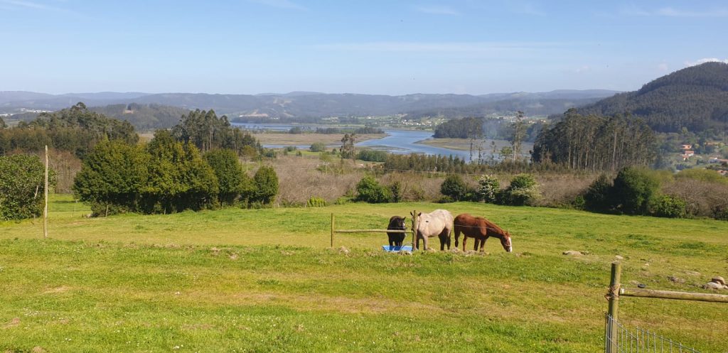 Caballos y Fauna en la parcela de Casa La Neja