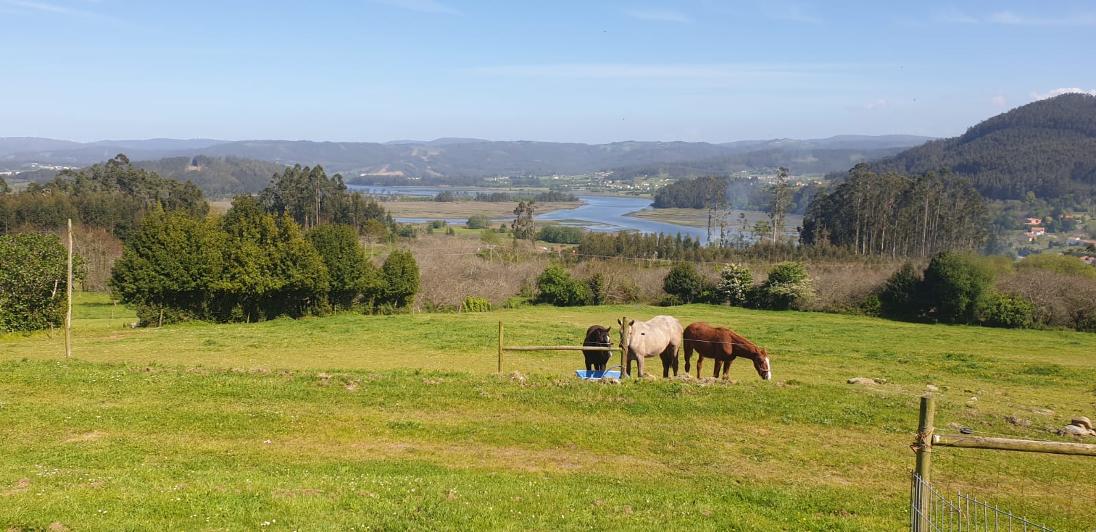 Caballos y Fauna en la parcela de Casa La Neja